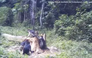 Скачать видео: 非洲金猫捕食猴子，猴群炸了