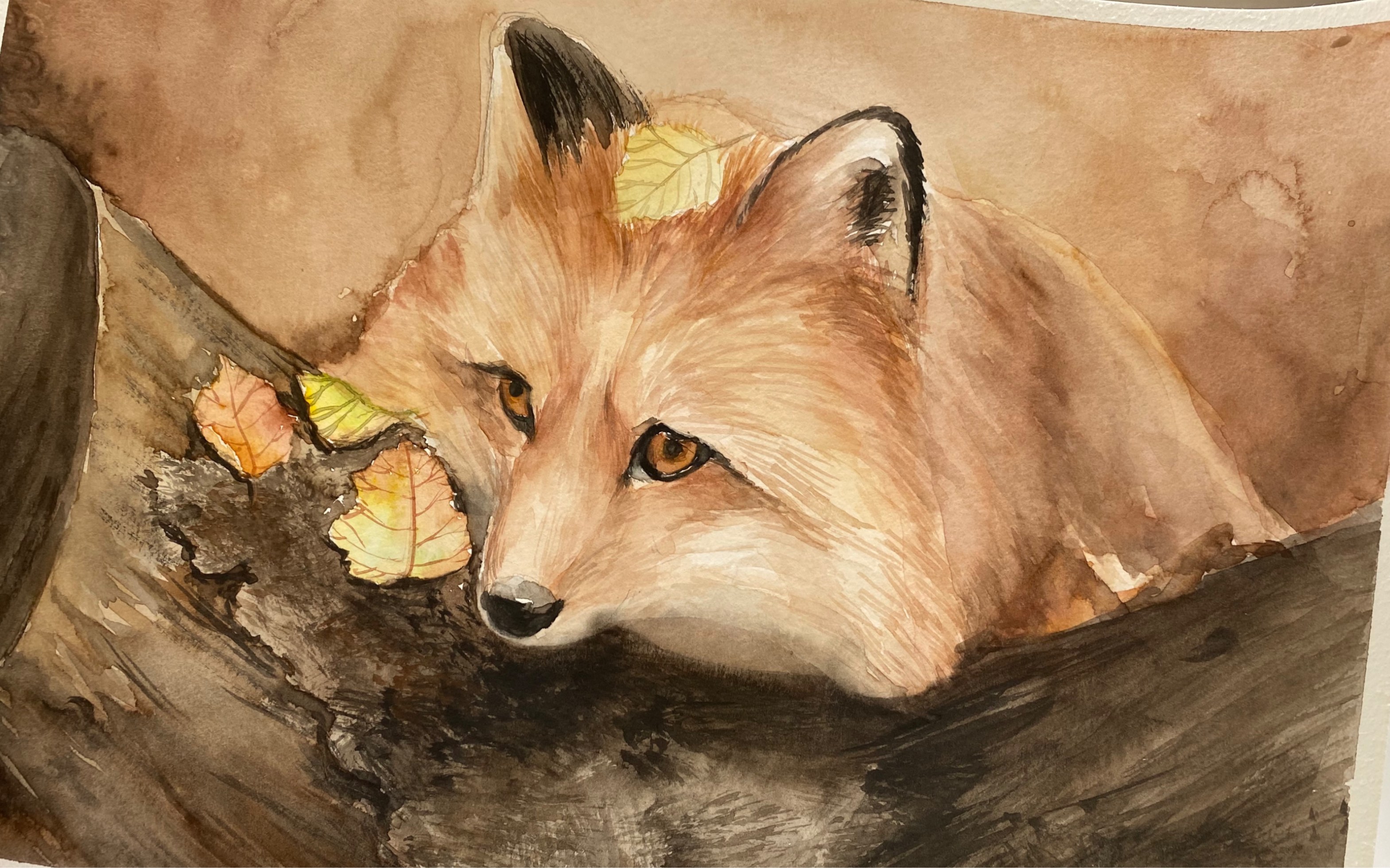【水彩|写生|胖fufu的狐狸仔】这只毛茸茸的小狐狸你为什么这么忧伤呢