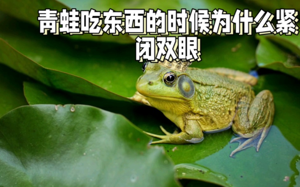 青蛙吃东西的时候为什么紧闭双眼