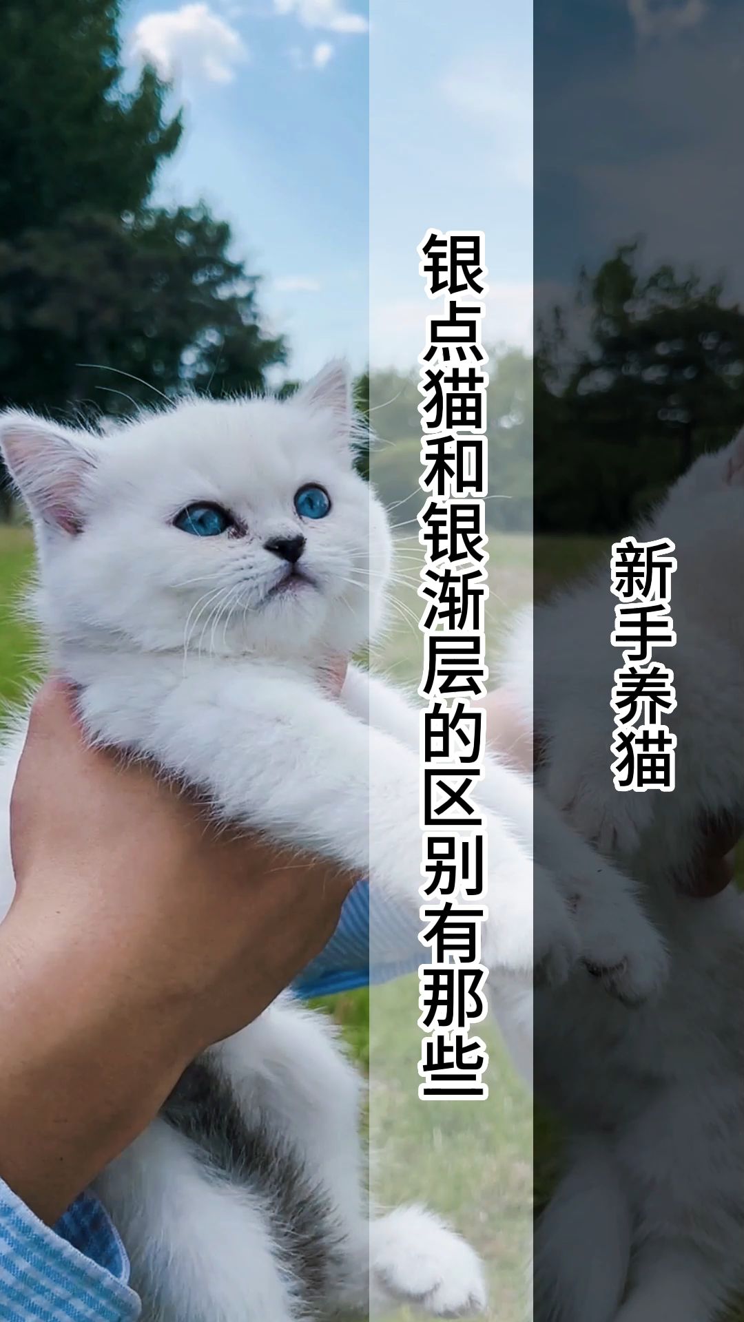 银点猫和银渐层的区别有那些?银渐层猫多少钱一只?银点猫多少钱一只?给大家看看我们猫舍银渐层和银点猫两只猫可谓一个半斤一个八两,有喜欢的抓紧...