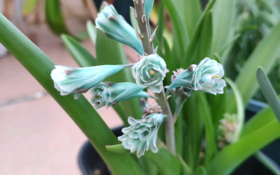 伪重瓣,绿松石立金花开花记录