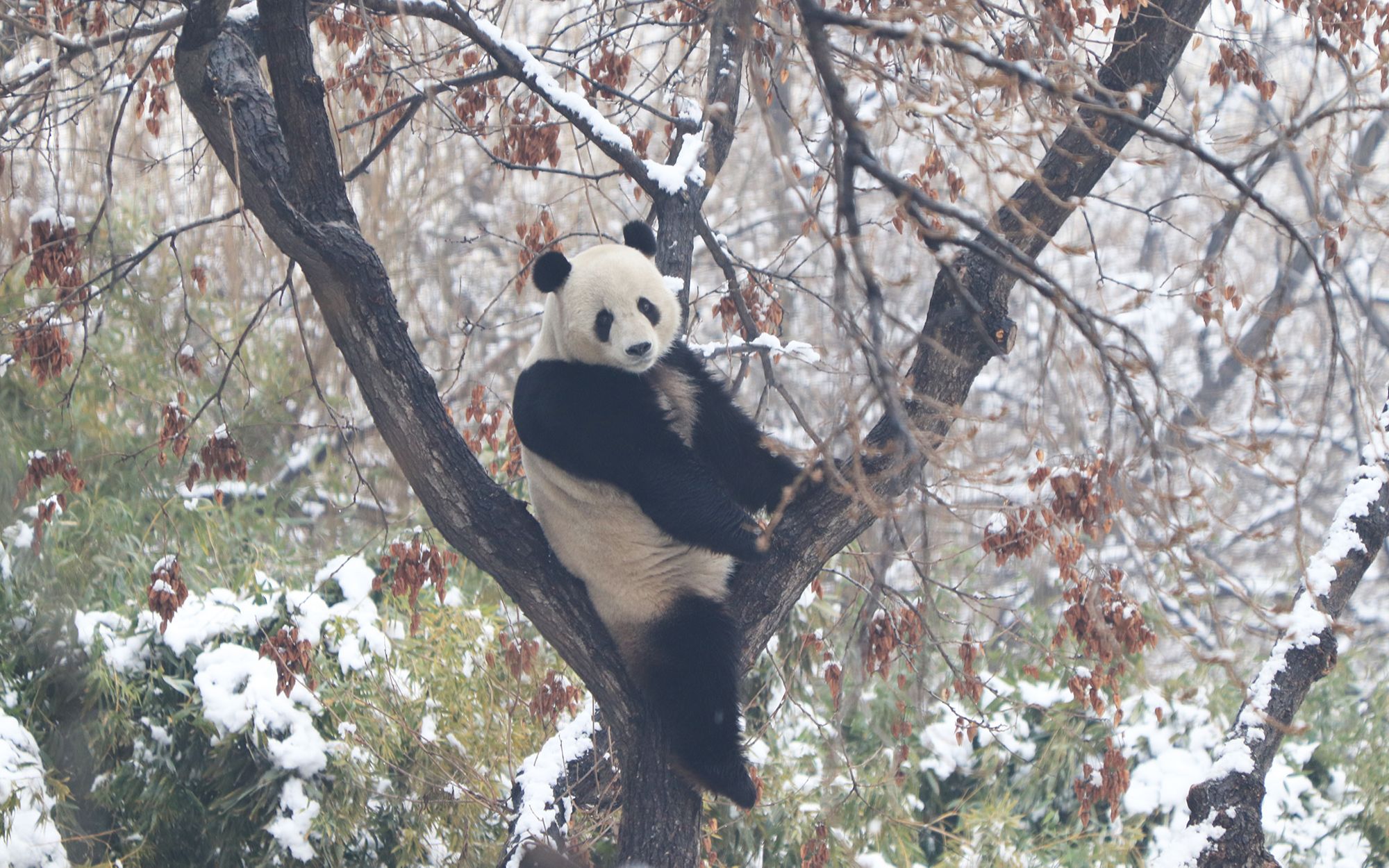 大熊猫萌大 雪中挂树的萌哒哒3