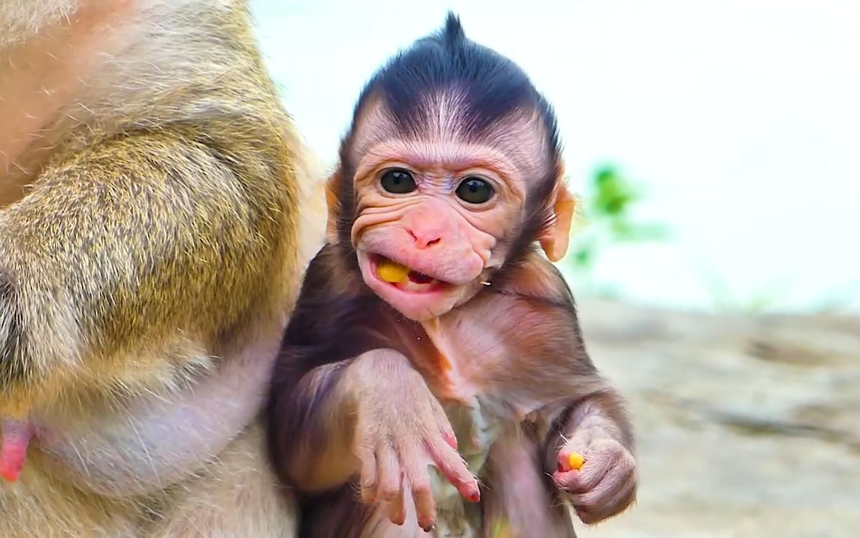 小猴子泰胖吃东西的表情太搞笑了,咬牙切齿地吃