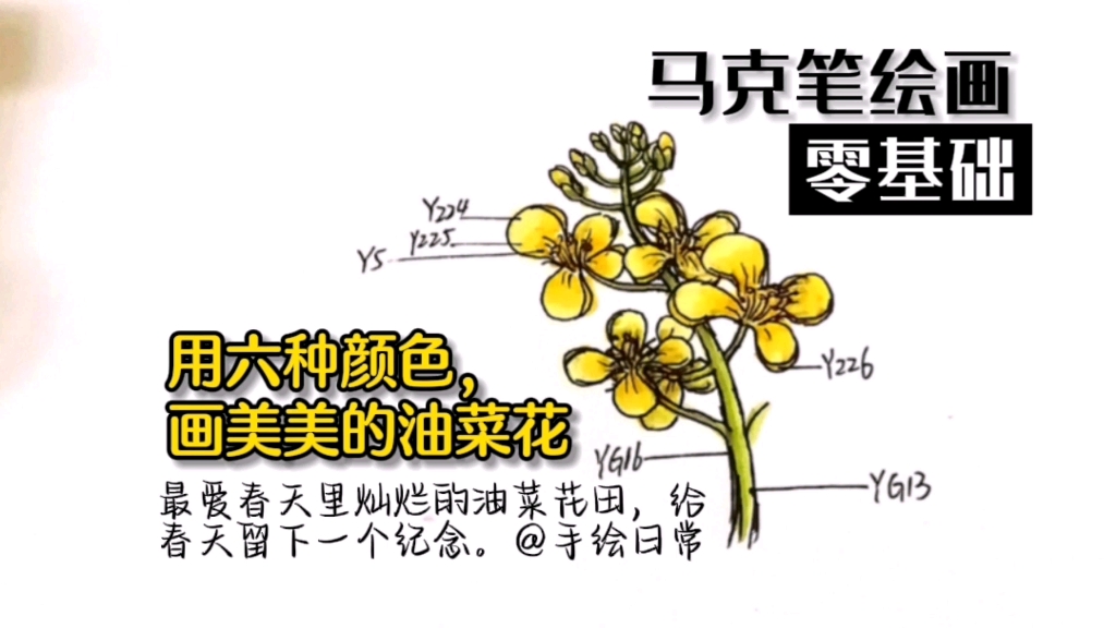 [图]马克笔绘画【速画】春天里的油菜花，采一朵，留下春天的印记