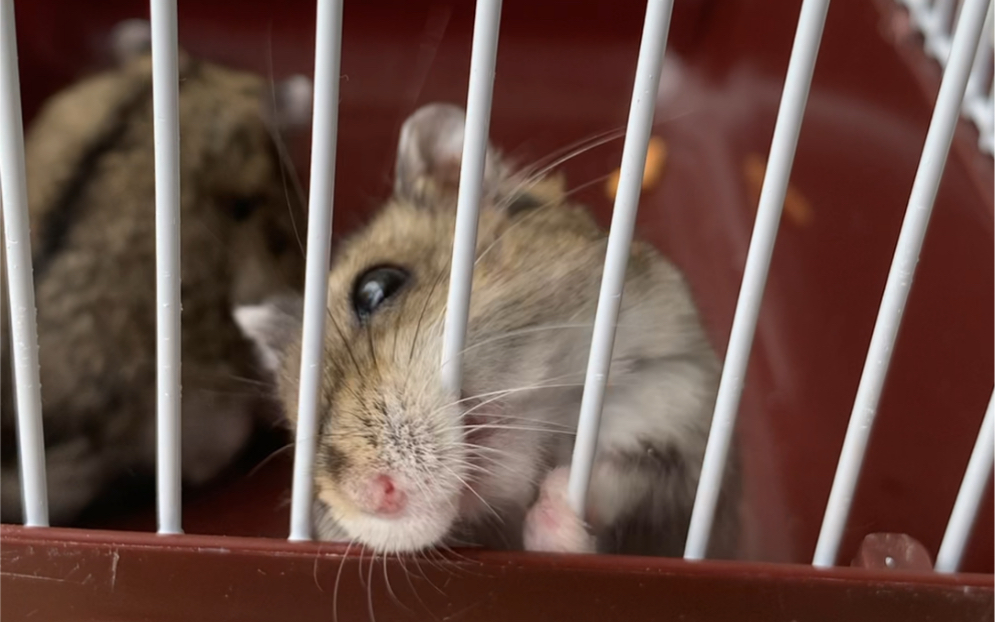 【仓鼠】就爱咬笼子