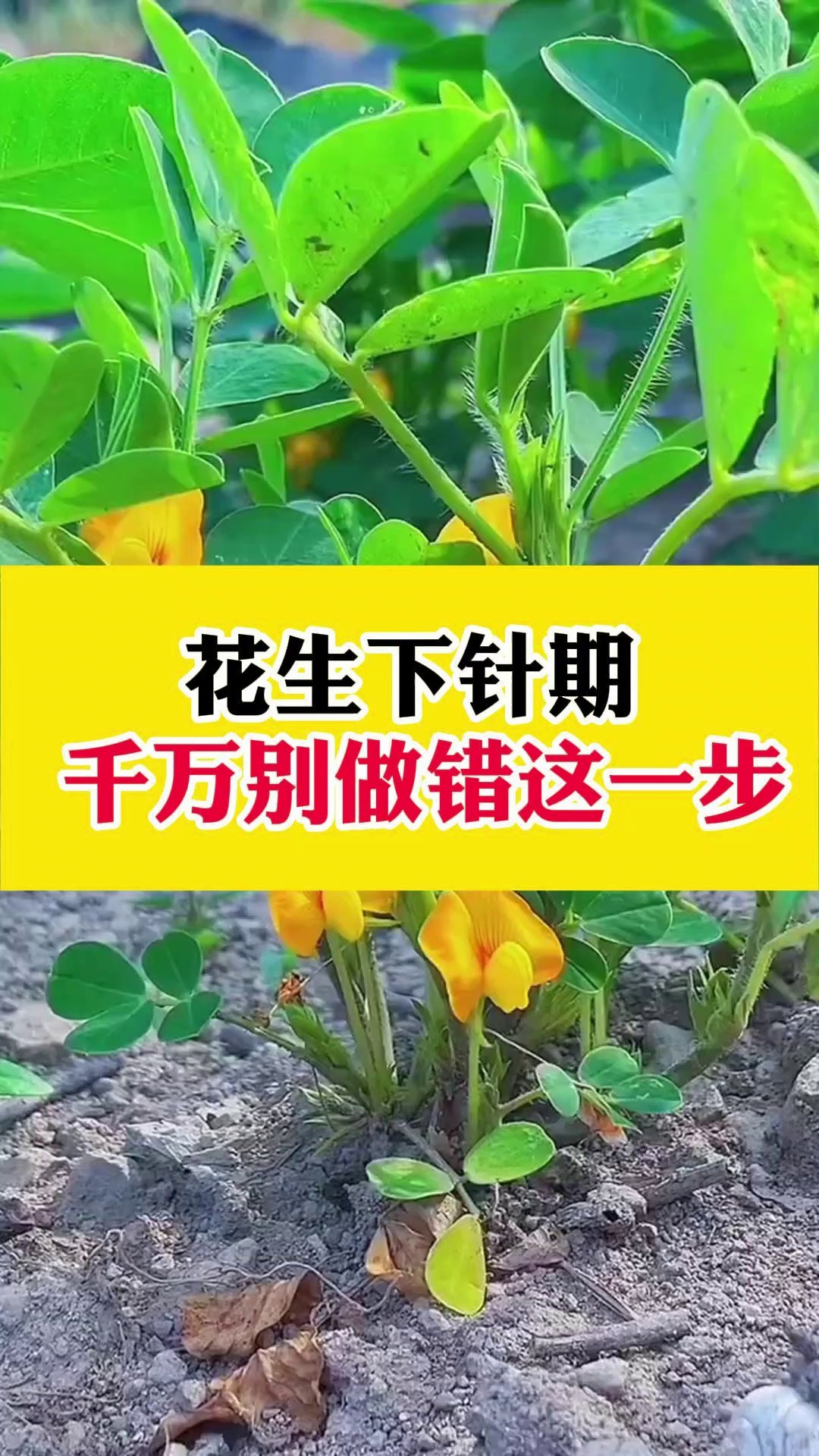 花生下针期千万别做错 这一步... #菌肥厂家哔哩哔哩bilibili