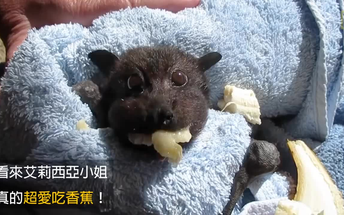 【搞笑】超大口吃香蕉的狐蝠宝宝~_哔哩哔哩 (゜-゜)つロ 干杯~-bili
