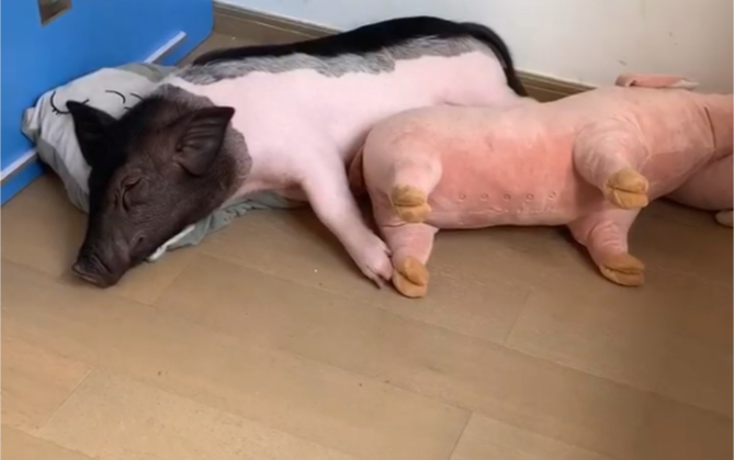 老四的生日要到了,给它送什么才好