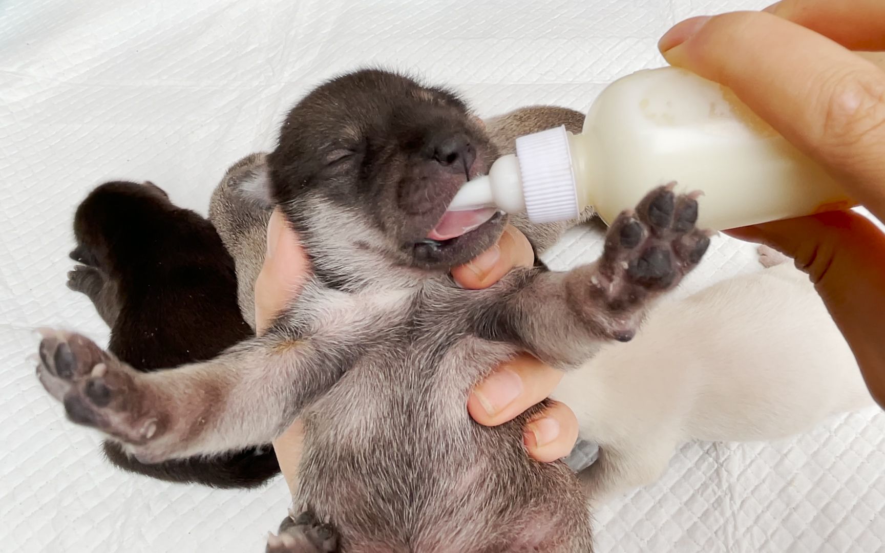 第一次给狗宝宝喂奶,狗妈妈却抢着喝