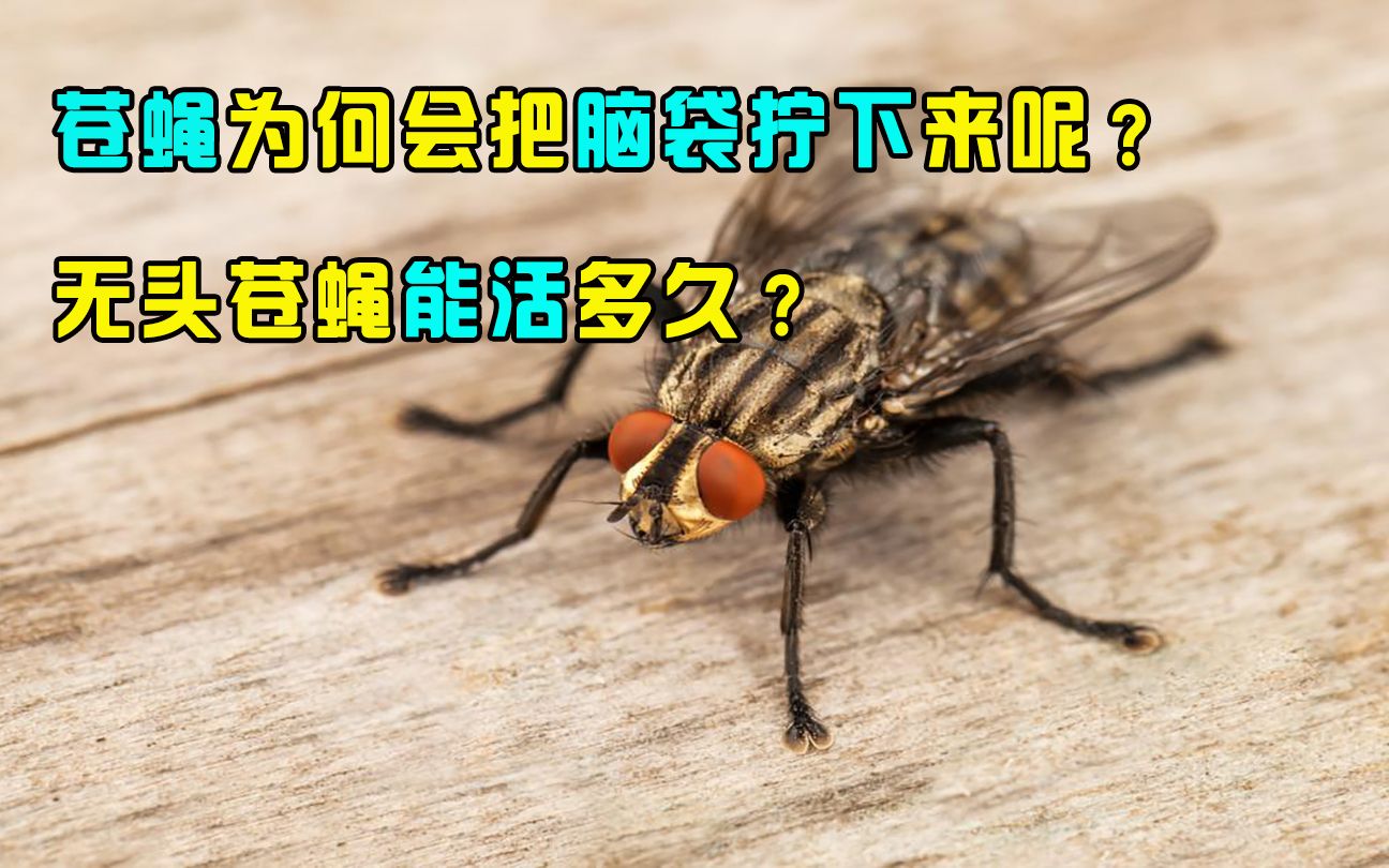 [图]苍蝇为啥把自己的头拧下来玩？是因为好玩吗，无头苍蝇能活多久？