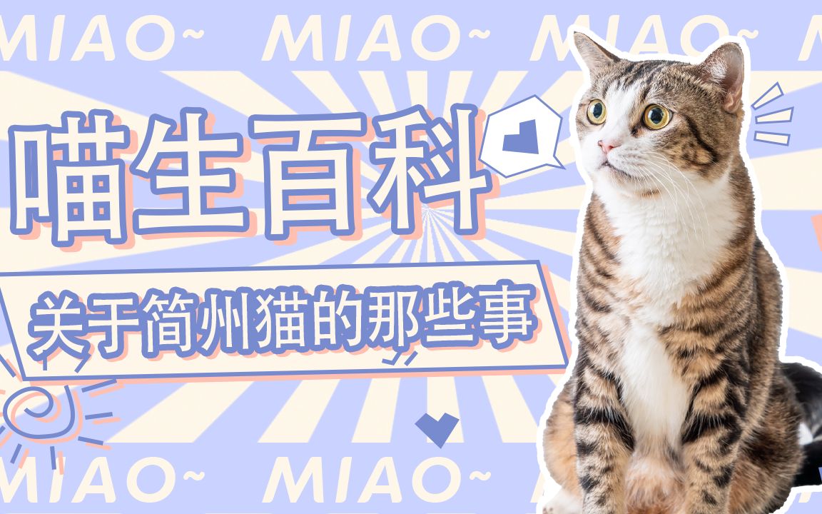 我不叫狸花加白,我是四川简州猫.哔哩哔哩bilibili