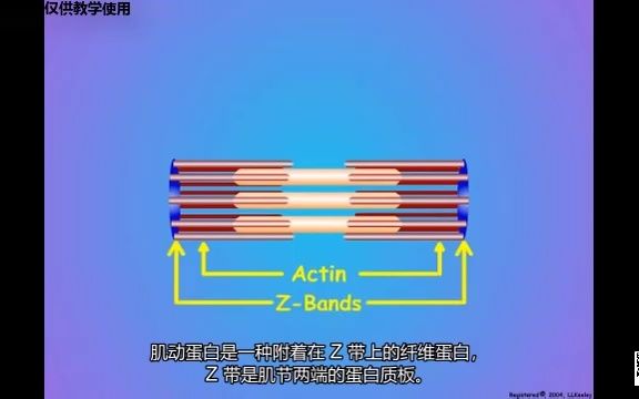 [图]肌丝和肌丝滑行