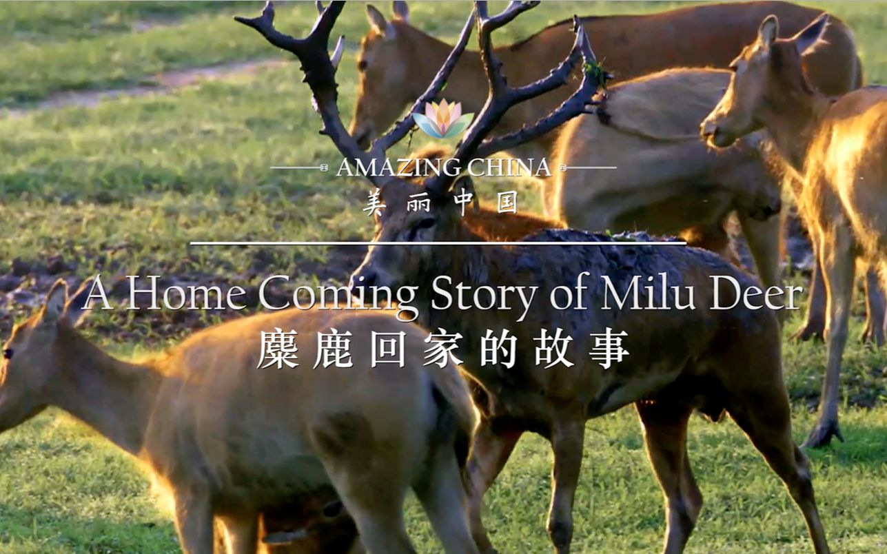 《美丽中国 麋鹿回家的故事》A Home Coming Story of Milu Deer哔哩哔哩bilibili