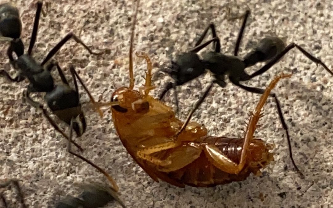 活动  黄节新猛蚁千里奔袭追杀樱桃蟑螂! neoponera apicalis