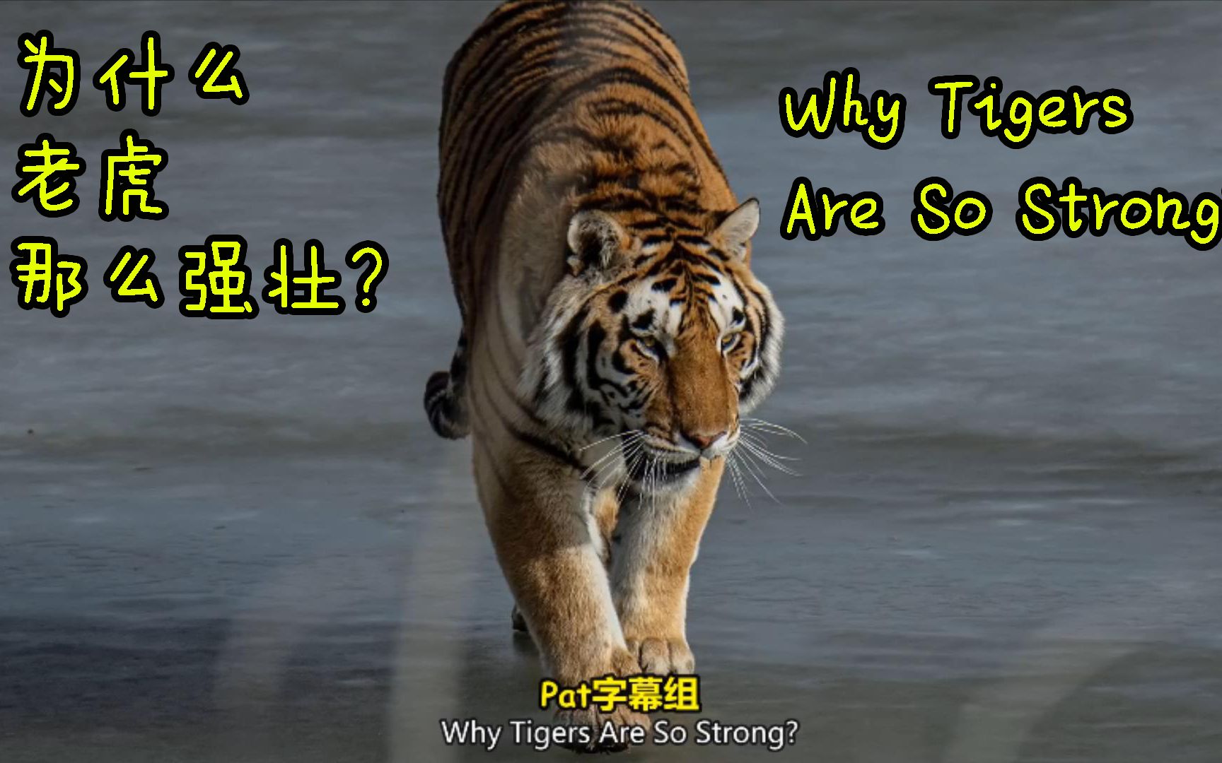 双语科普 为什么老虎那么强壮?Why Tigers Are So Strong?哔哩哔哩bilibili