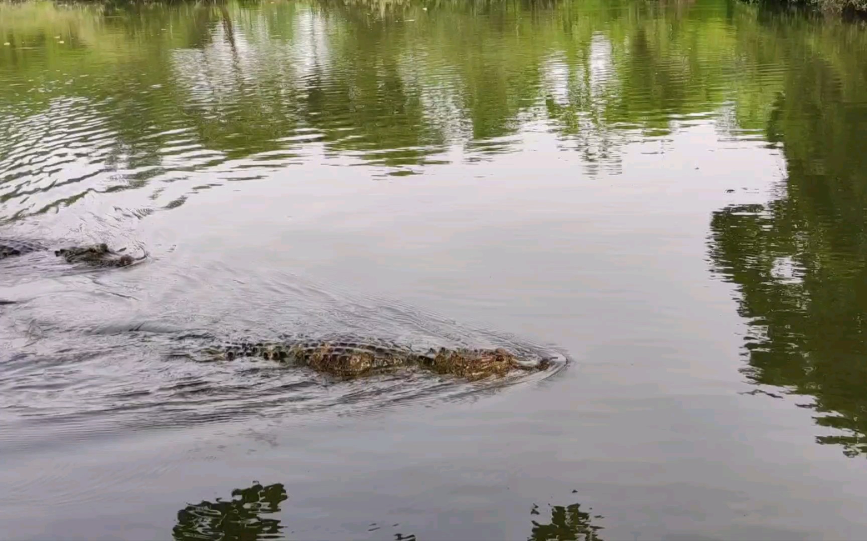 [图]打死你，大张龙追赶入侵张龙 —— 野生扬子鳄张龙日常 护鳄世家