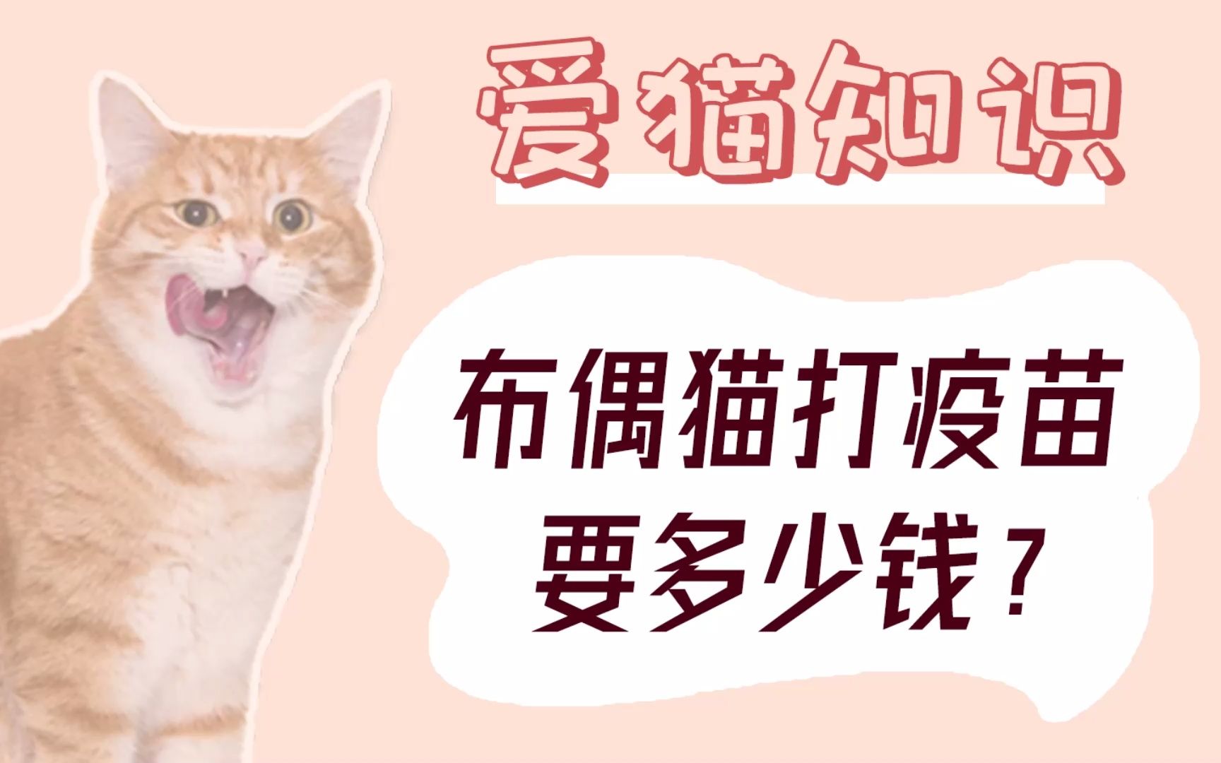 布偶猫打疫苗多少钱一针?哔哩哔哩bilibili