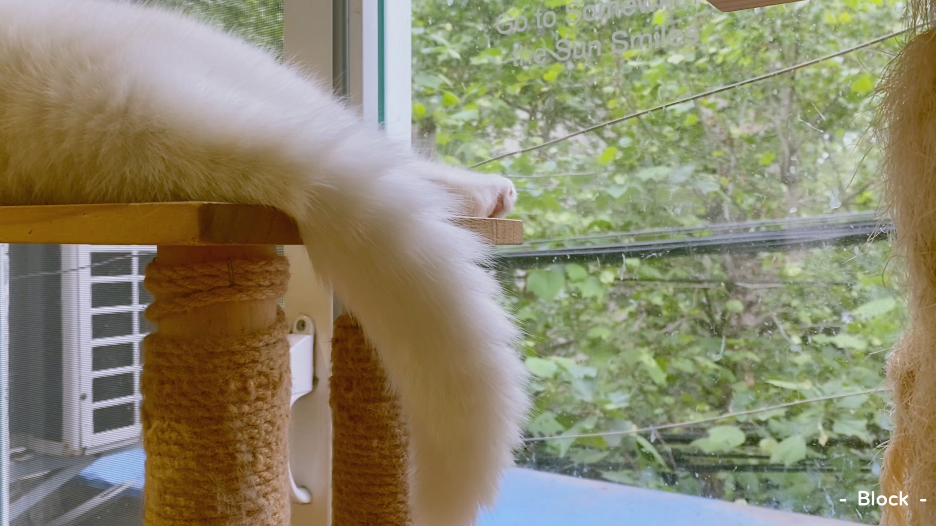 春天,玻璃窗和小猫尾巴