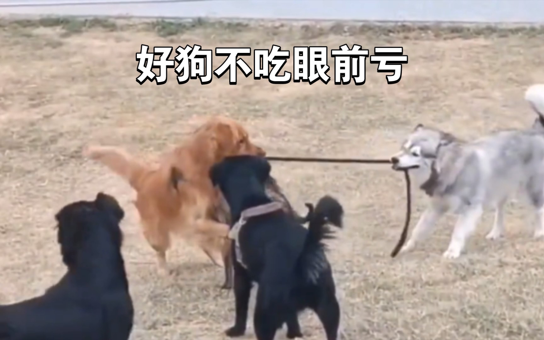 二哈:快走快走,它们狗多