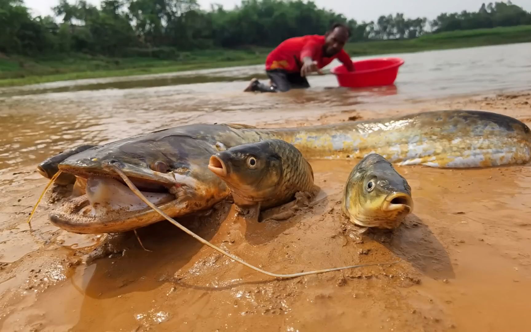 土鲶鱼捕食图片