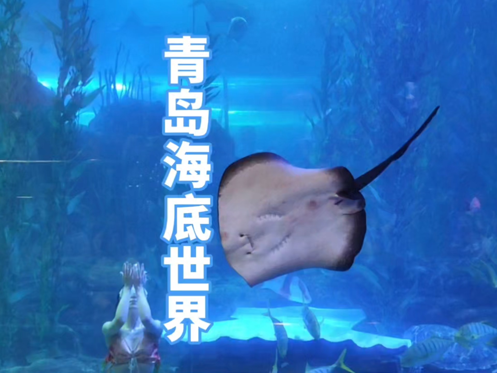 青岛海底世界的(保姆级)游玩攻略来啦~要不是机缘巧合,我可能每次去,都会走最绕的那条路。#青岛旅游攻略 #青岛海底世界 #海洋馆