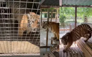 Скачать видео: 铁锤仍然蛮有精神，并未意志消沉。