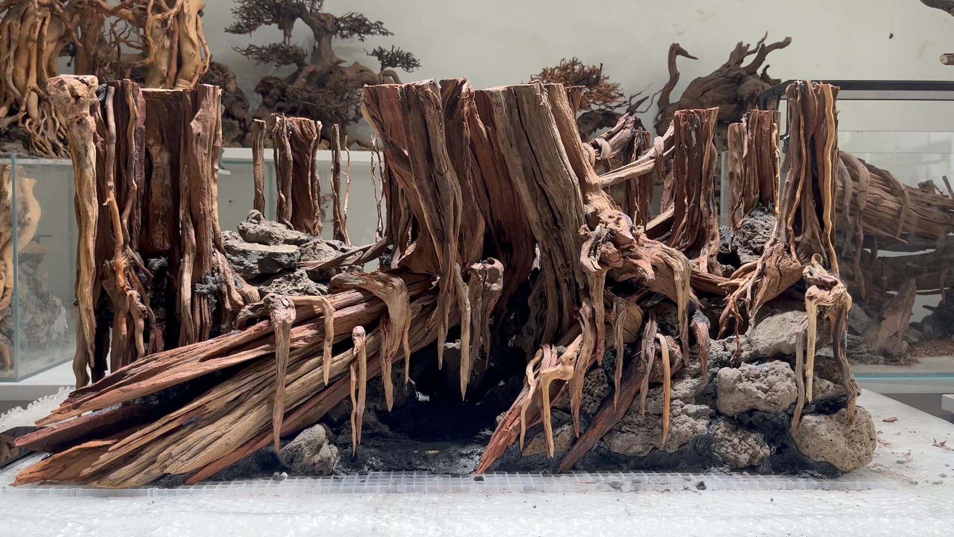 【sr水草造景】最新视频已上线,快来围观!