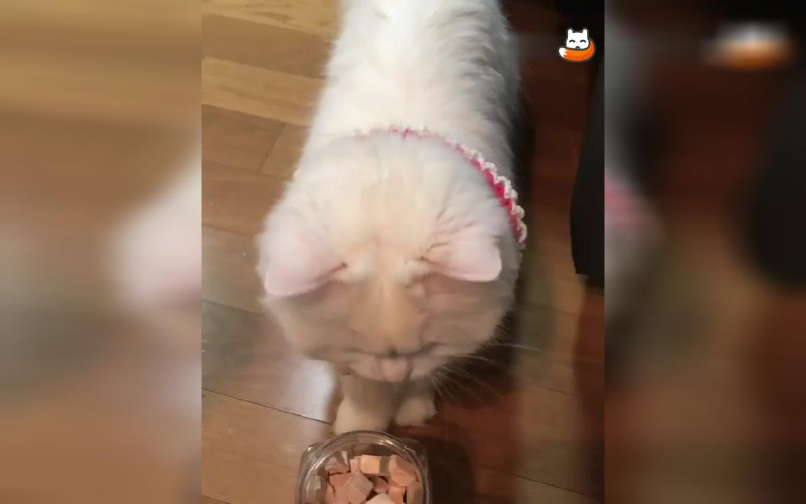 吃榴莲的猫咪见多了,见过吃豆腐的猫咪么?哔哩哔哩bilibili