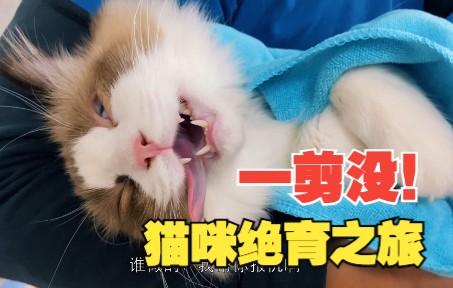 1188的猫咪绝育手术值不值?看完全懂了!哔哩哔哩bilibili