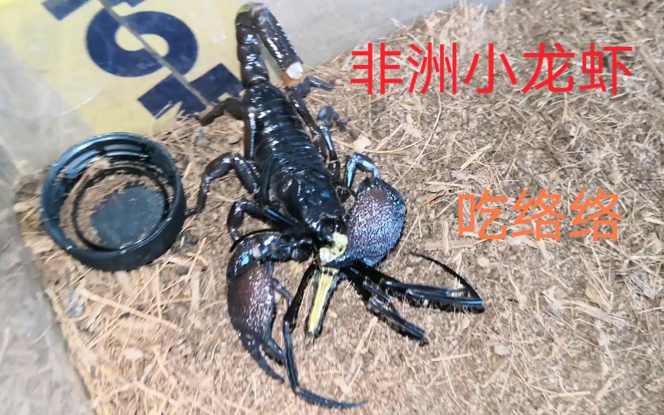 非洲帝王蝎捕食斑络新妇络络化饲日常