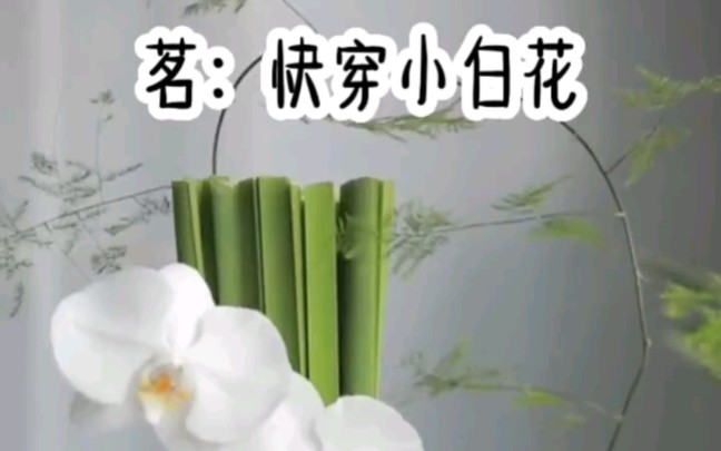 书旗小说【快穿小白花】哔哩哔哩bilibili