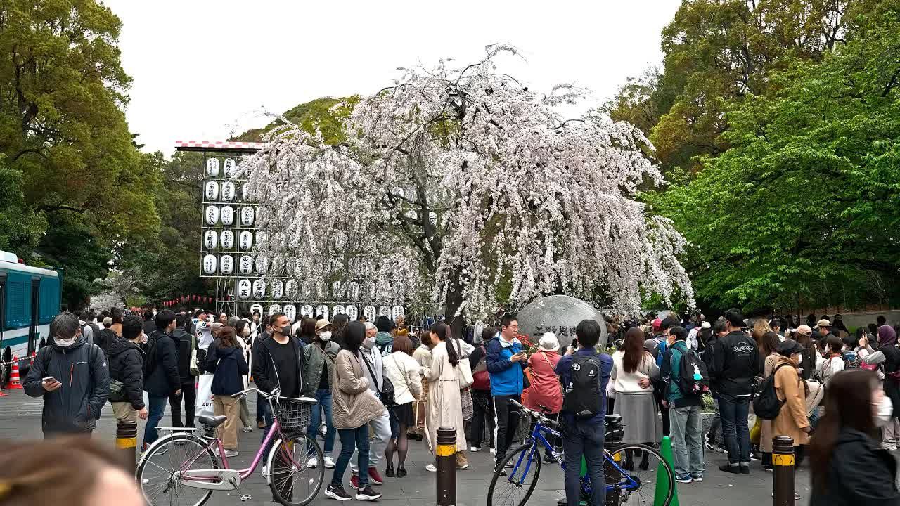 【超清日本】漫步东京上野公园 樱花盛开的季节 (2024.4拍摄) 2024.6哔哩哔哩bilibili