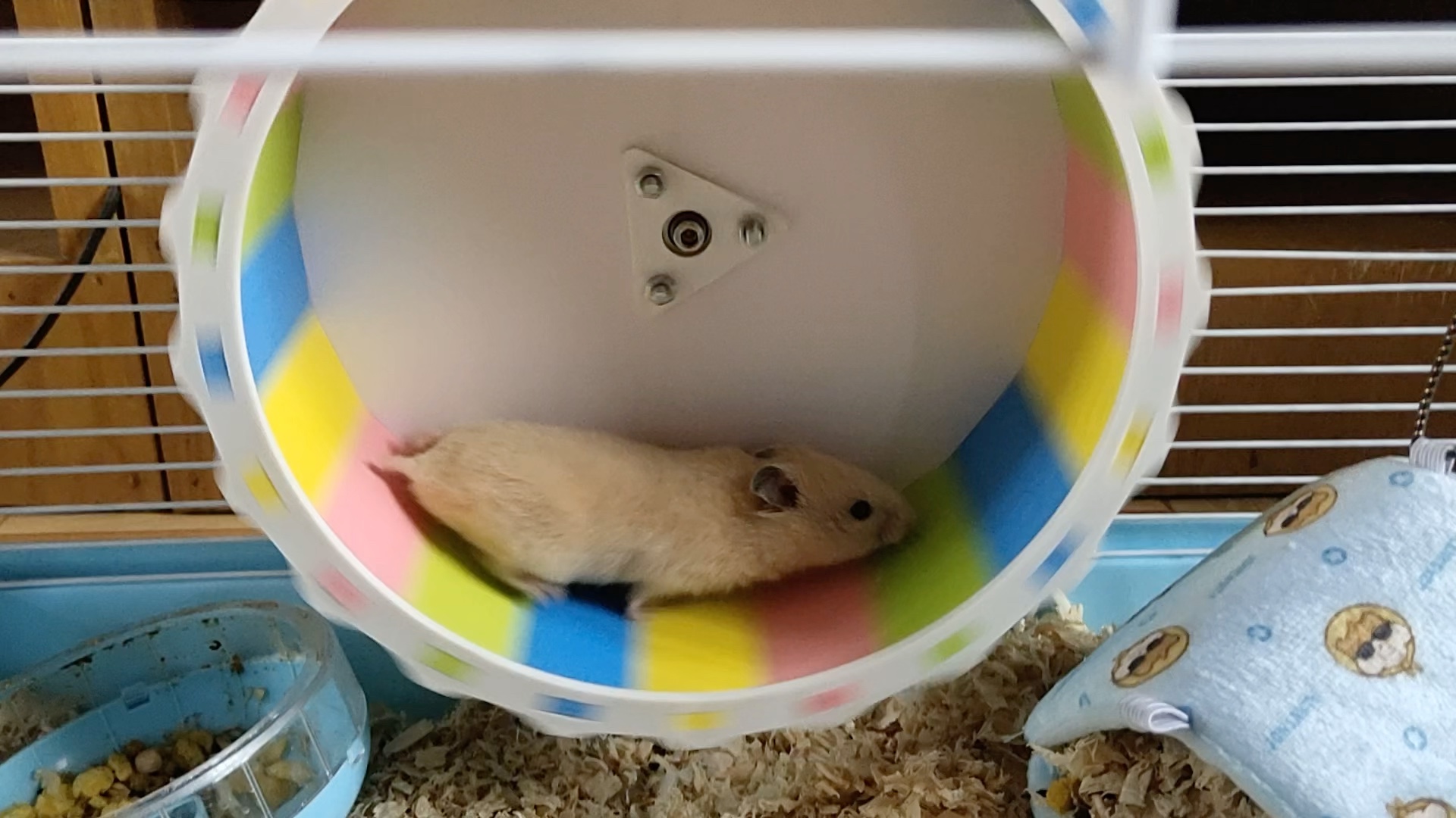 仓鼠为什么喜欢跑轮 仓鼠为什么喜欢跑轮