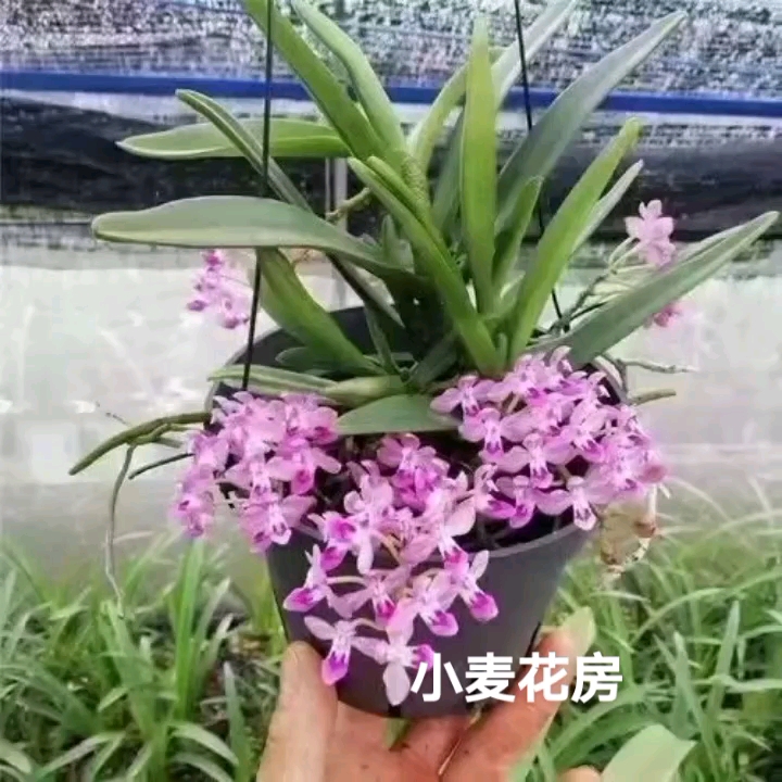 美玲固唇兰开花记录