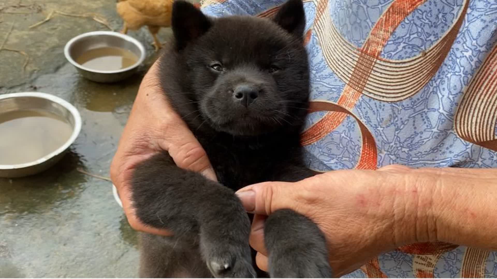 这种才是真正的中华田园犬,可惜这种虎头猫耳的,现在很稀有哔哩哔哩bilibili