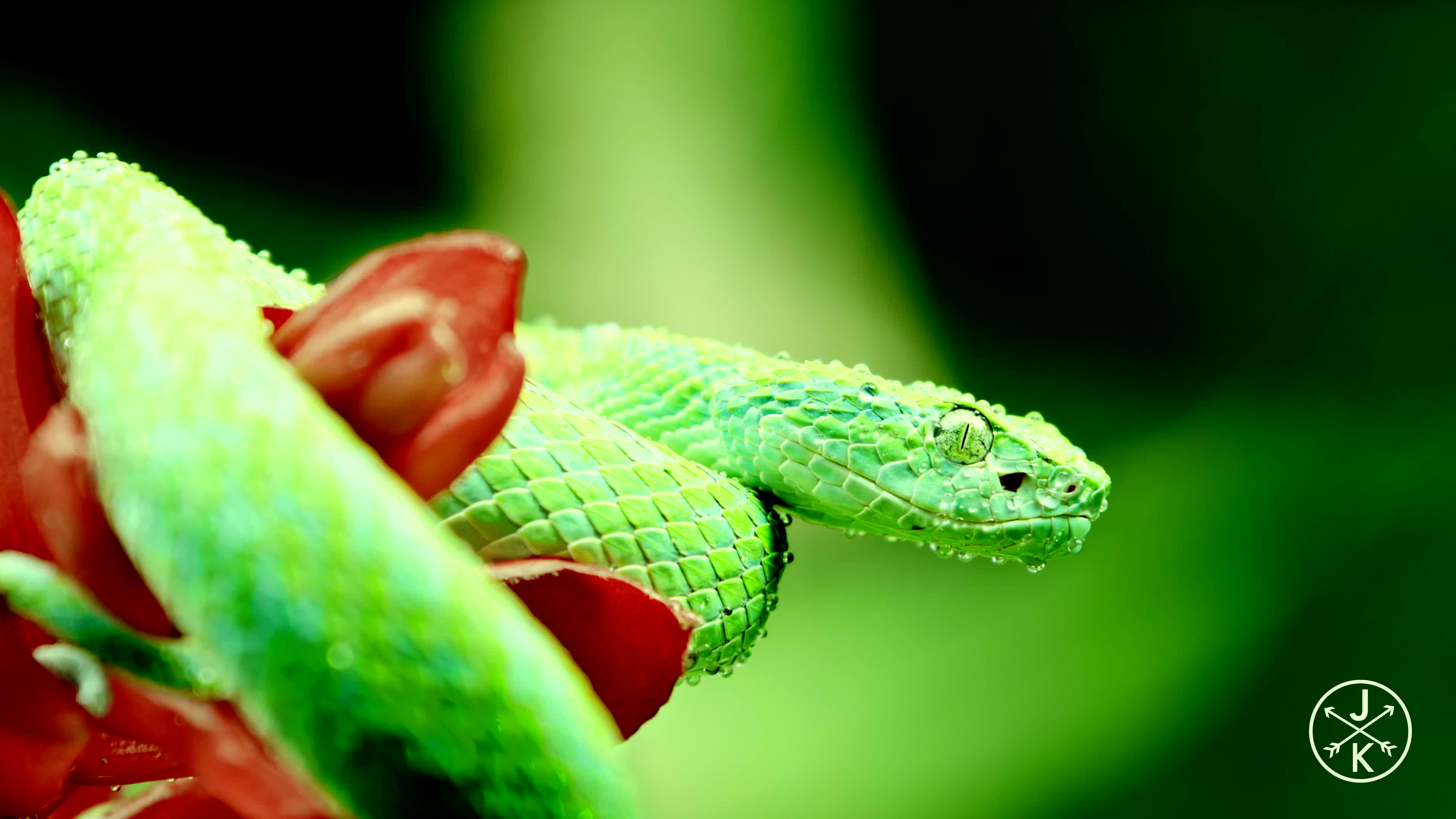 动态桌面iwall动态桌面分享