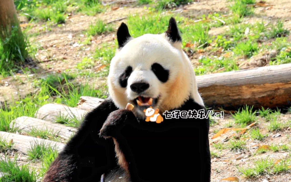 【大熊猫阿宝】帅爸比阿宝吃播!