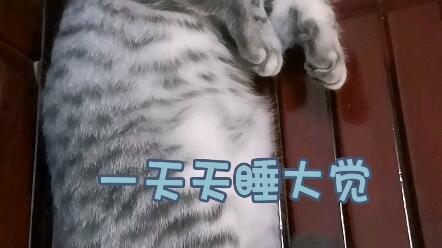 生活作息日渐被猫猫同化 哔哩哔哩