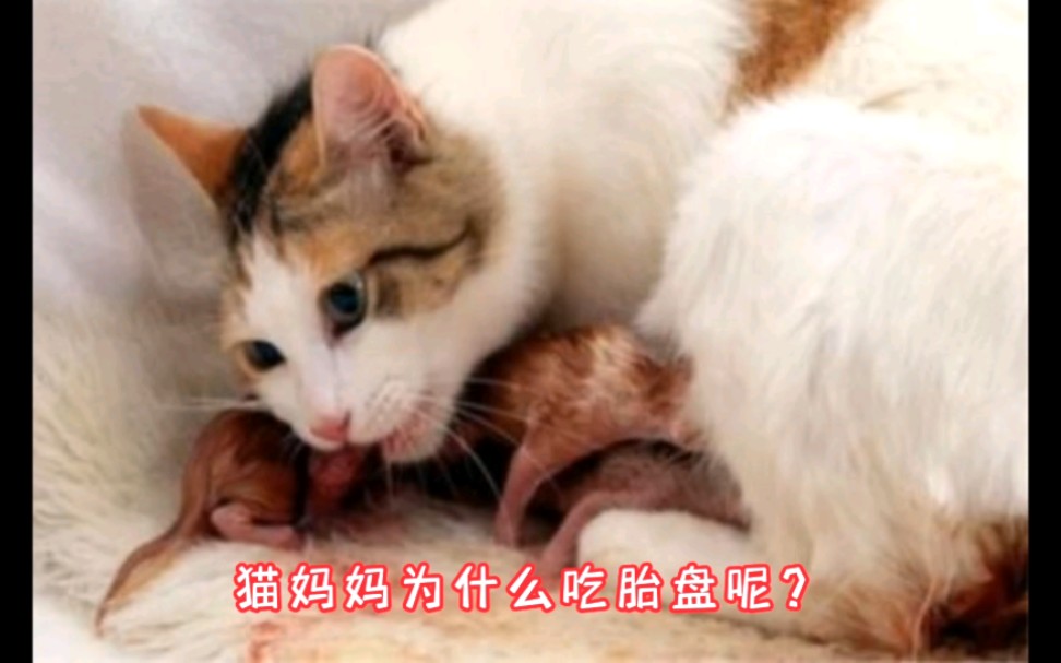 猫妈妈为什么会吃胎盘呢?哔哩哔哩bilibili