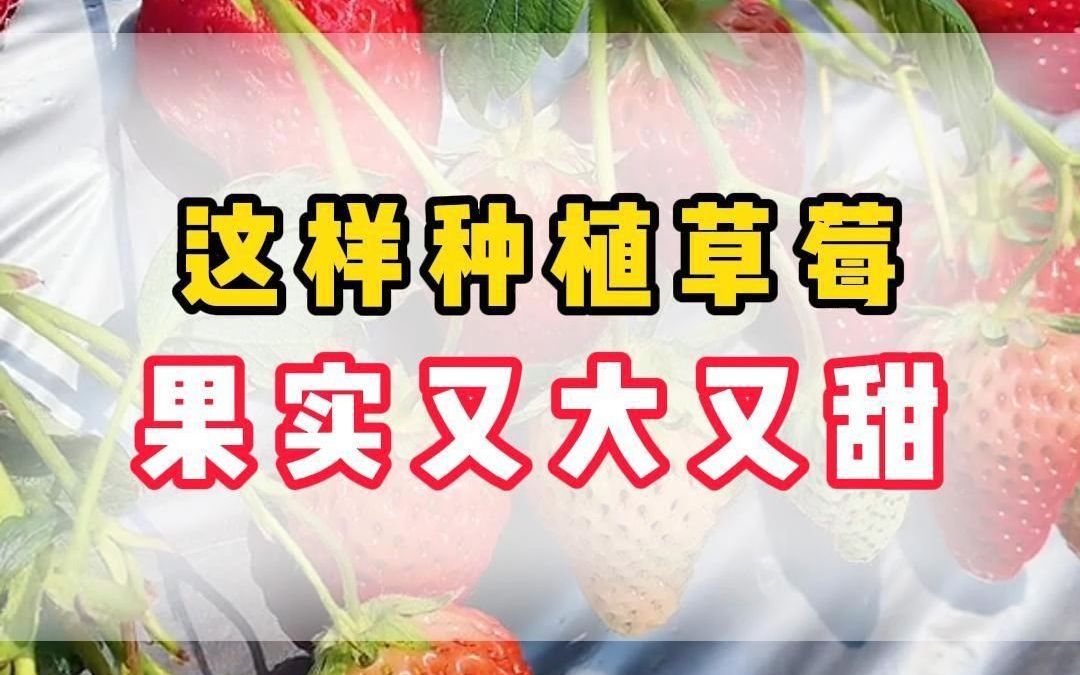 这样种植草莓,果实又大又甜哔哩哔哩bilibili