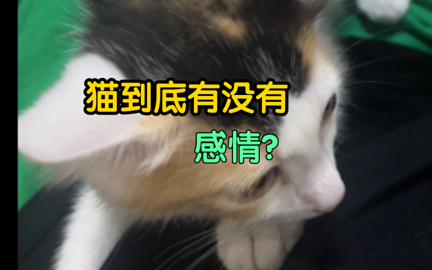 有人说养猫不如养狗,猫没有感情!那么猫到底有没有感情?哔哩哔哩bilibili