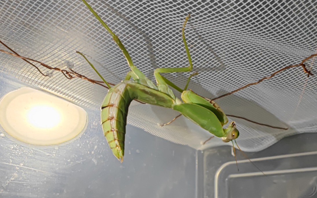 【创新方法教程系列】末龄圆盾螳螂即将羽化啦,再给它改造一个羽化