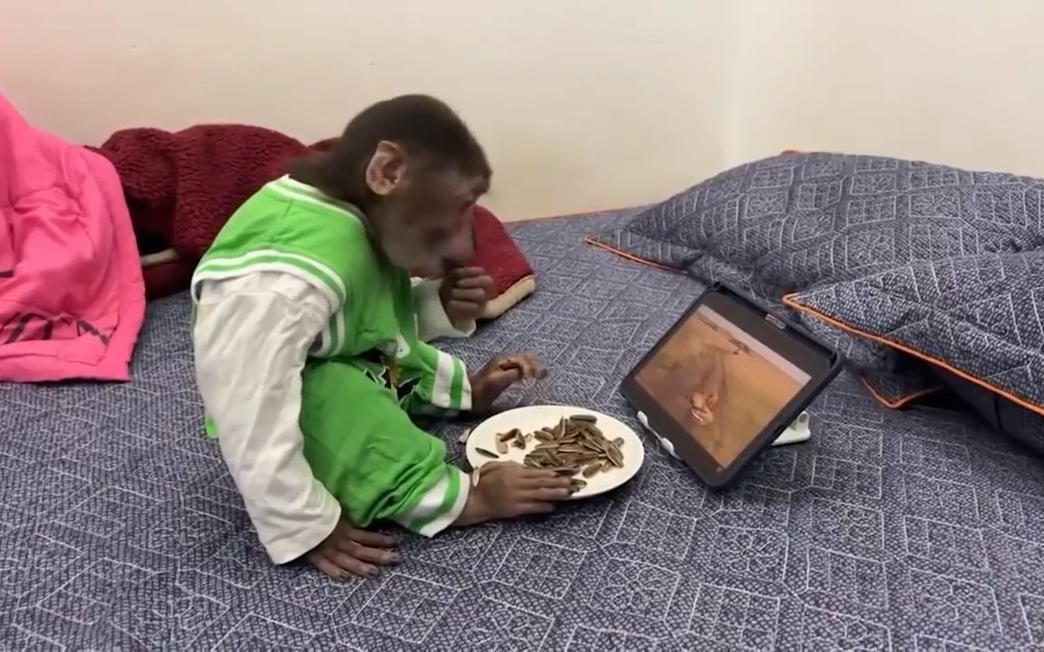 边嗑瓜子边看电视节目 ,小猴快成精了