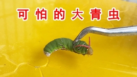 这是什么飞蛾 没见过 哔哩哔哩 つロ干杯 Bilibili 这是什么飞蛾 没见过 哔哩哔哩 つロ干杯 Bilibili