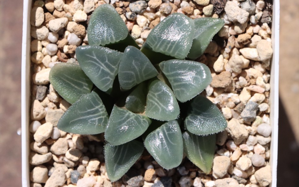 [图]Haworthia jadea GM261