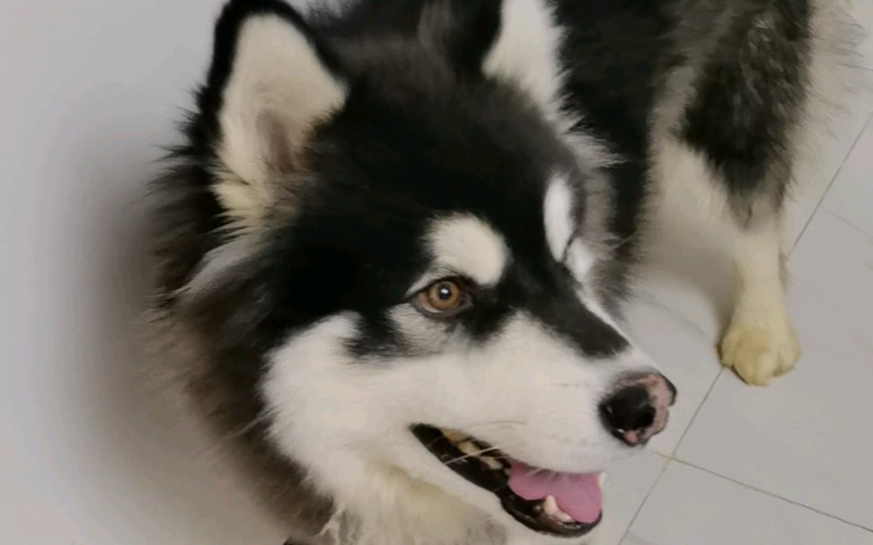 班戈听说小叉终于更新视频了讲了这一路旅行的故事故事里有滴滴班戈