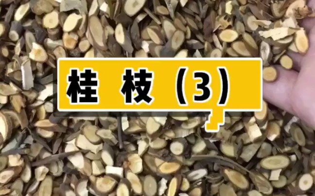 【中草药 1】本草之桂枝(下)~~中药之桂枝~【书恒本草缘】(医学科普,仅供参考~)哔哩哔哩bilibili