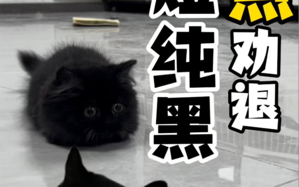 千万别养黑猫哔哩哔哩bilibili