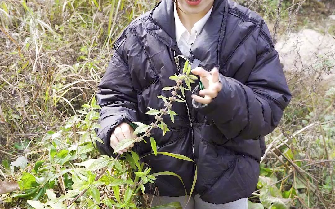 薄荷是一种充满希望的植物,薄荷的花语是“愿与你再次相逢和“再爱我一次哔哩哔哩bilibili