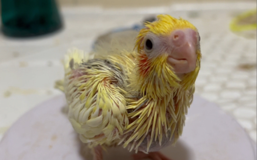 活动  『玄凤鹦鹉』雏鸟0天成长记录20天